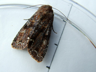 Broom Moth